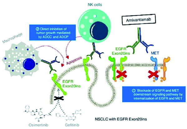 EGFR ex20ins晚期NSCLC 一线联用Amivantamab或优于单用化疗
