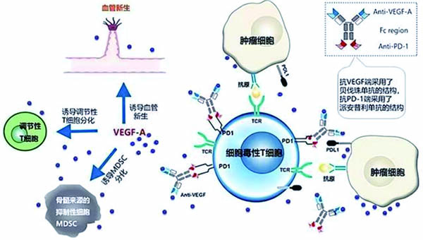 晚期或转移性NSCLC Ivonescimab单药的耐受性好且有抗瘤活性