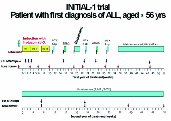 老年B-ALL患者 含Inotuzumab ozogamicin的诱导方案有望成为一线选择