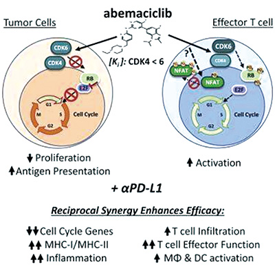ER阳性、HER2阴性的晚期乳腺癌 Imlunestrant-abemaciclib带来显著无进展生存获益