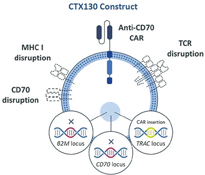 多线治疗失败的T细胞淋巴瘤 CTX130可带来较高的缓解率且安全性可控