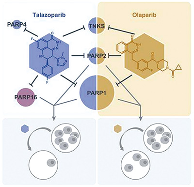 TALAPRO-2研究最终结果 联合他拉唑帕利对比单用恩扎卢胺显著改善OS