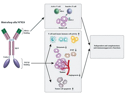 HPV 16阳性相关晚期癌症 PDS0101、PDS01ADC联合bintrafusp α或安全有效