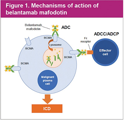 复发或难治性多发性骨髓瘤 belantamab mafodotin联合方案的生活质量较好