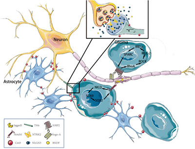 仅手术的IDH1/2突变的2级神经胶质瘤 vorasidenib治疗可带来生存改善且安全性好