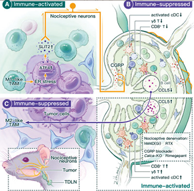 肿瘤细胞远程劫持其他组织器官实现免疫逃逸