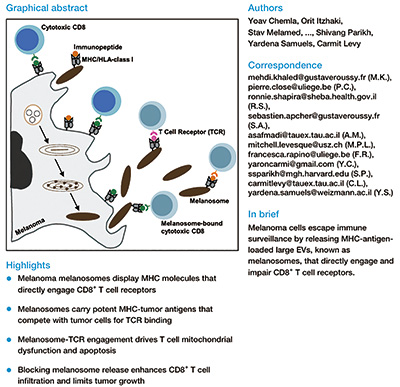 研究发现黑色素体免疫逃逸机制