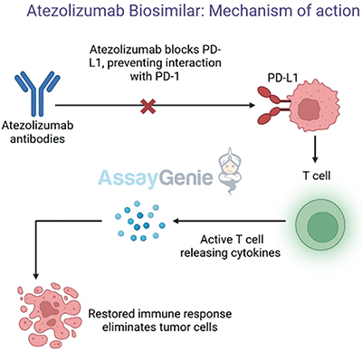 LS-SCLC同步化放疗时 阿替利珠单抗同步及辅助应用不改善生存