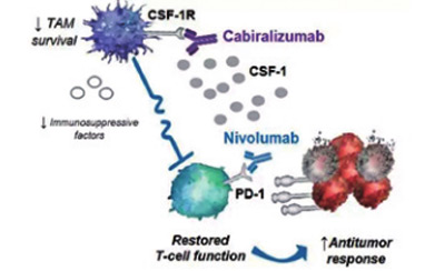 PD-1抑制剂搭档全新抗癌药挑战实体瘤