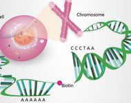 NSCLC生物学有种族差异