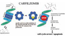 多发性骨髓瘤患者 Carfilzomib相关心血管不良事件风险