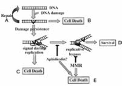 胰腺导管腺癌MMR-D分析