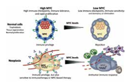 致癌基因MYC可调控免疫反应