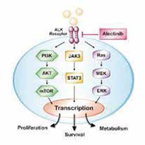 ALK阳性NSCLC Alectinib较克唑替尼延长症状改善时间