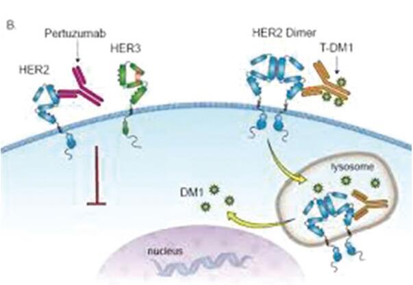 T-DM1对经治的HER2过表达NSCLC患者有效