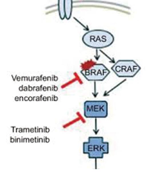 BRAF突变黑色素瘤Encorafenib联合Binimetinib或为治疗新选择