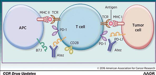 IMpower133研究Atezolizumab联合化疗一线治疗小细胞肺癌