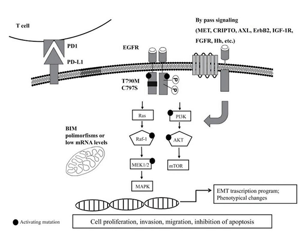 高PD-L1水平或预示EGFR-TKI原发耐药