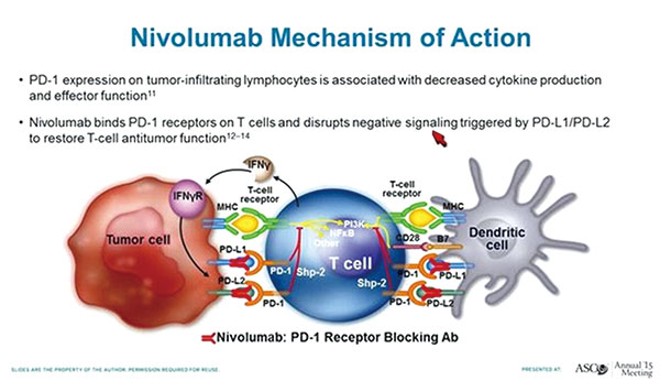 NSCLC 纳武利尤单抗二线治疗4周与2周相当