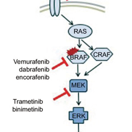 BRAF V600E突变转移性结直肠癌 Binimetinib、Encorafenib+西妥昔单抗方案可期