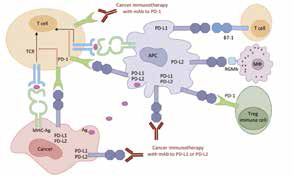 PD-L1表达情况不同的晚期患者 一线选用抗PD-1/PD-L1联合化疗方案