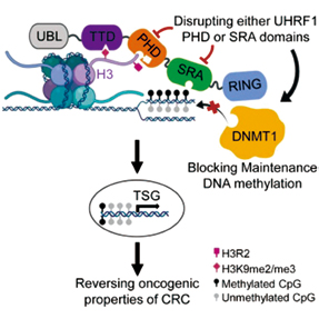 UHRF1或为结直肠癌预后标志和治疗靶点