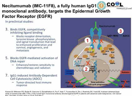 一线治疗Ⅳ期鳞状NSCLC Necitumumab、nab-紫杉醇联合卡铂方案探究