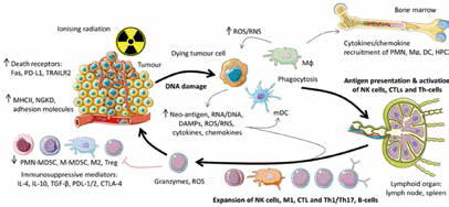 Ⅲ期NSCLC 大剂量放疗时应保护免疫系统