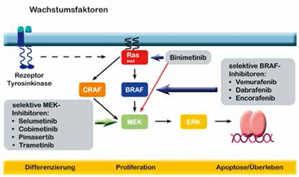 BRAF V600E突变转移性结直肠癌患者 Encorafenib联合西妥昔单抗和Binimetinib三药方案研究