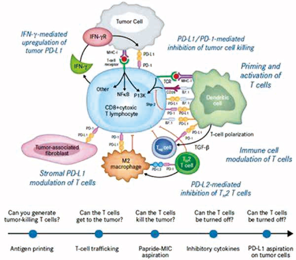 治疗NSCLC 首个PD-L1单抗+化疗达主要研究终点