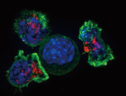 CRISPR技术发现182个潜在免疫疗法靶点
