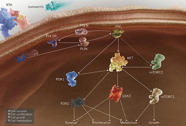 IPATential150研究 Ipatasertib联合阿比特龙延长PTEN缺失mCRPC患者PFS