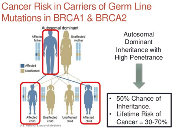 BRCA1和BRCA2致病性突变女性 降低风险的输卵管卵巢切除术还可降低乳腺癌风险