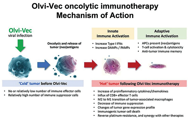 多线治疗失败的、铂耐药或铂难治性卵巢癌 Olvi-Vec后铂基化疗联合或不联合贝伐珠单抗均安全有效