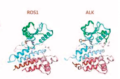 一线治疗ALK阳性晚期NSCLC 劳拉替尼获益不受常见基因变异的影响