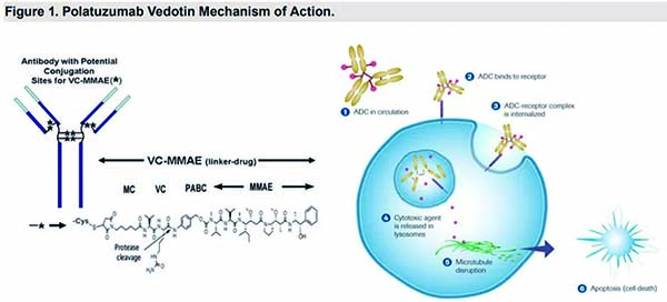 ABC型DLBCL 含Polatuzumab Vedotin的方案更有效