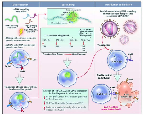 复发性T细胞ALL 碱基编辑CAR7 T细胞值得进一步研究