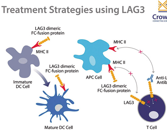 内分泌耐药、激素受体阳性、HER2阴性转移性乳腺癌 可溶性LAG-3蛋白eftilagimod alpha疗效研究