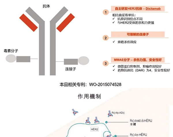 HER2阳性、局部晚期或转移性UC 后线应用Disitamab vedotin或安全有效