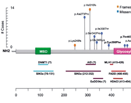 单等位基因种系MBD4变异或可解释家族性葡萄膜黑色素瘤