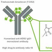 HER2阳性转移性乳腺癌 T-DXd有持久抗瘤活性