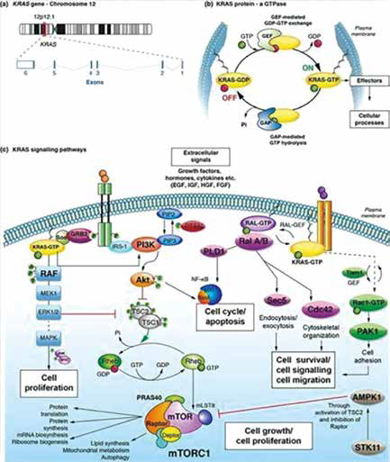 PD-L1≥50%的非鳞状NSCLC KRAS G12C/TP53共突变或为帕博利珠单抗长期获益标志物