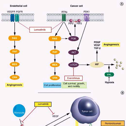 一线治疗转移性NSCLC 联用仑伐替尼不优于单用帕博利珠单抗