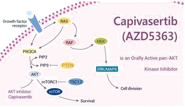 FDA批准capivasertib联合氟维司群新乳腺癌适应证