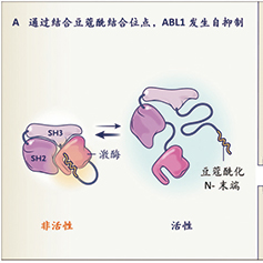 BCR::ABL1双靶Ph+急性白血病 达沙替尼、asciminib联合泼尼松治疗线数前移安全有效