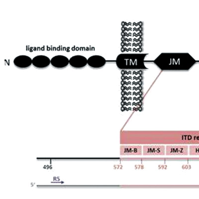 FLT3-ITD突变的AML FLT3-ITD MRD可指导吉瑞替尼治疗