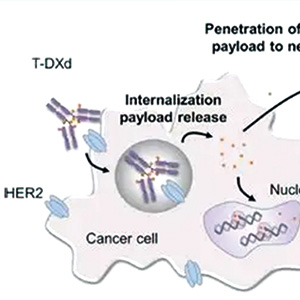 HER2突变的转移性NSCLC 德曲妥珠单抗5.4 mg/kg后线方案疗效持久而强大