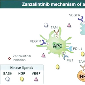 难治性结直肠癌 zanzalintinib联合阿替利珠单抗双免方案改善总生存