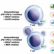 dMMR/ MSI结直肠癌 RAS/BRAF V600E突变对肿瘤免疫微环境的影响​