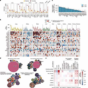 研究揭示肿瘤治疗对正常细胞突变的影响